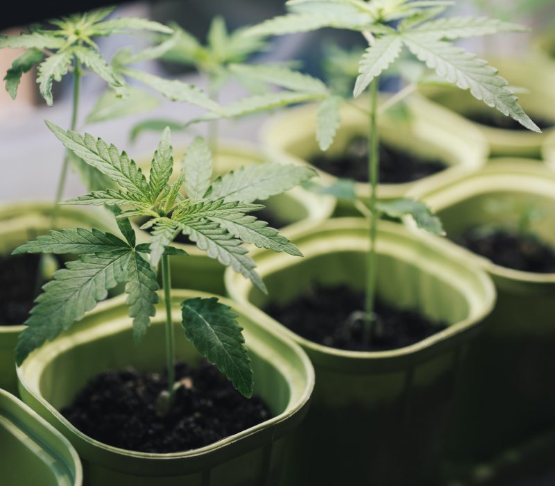 Plantation with seedlings of cannabis mariuana in pot close-up, lifestyle Growing medical cannabis